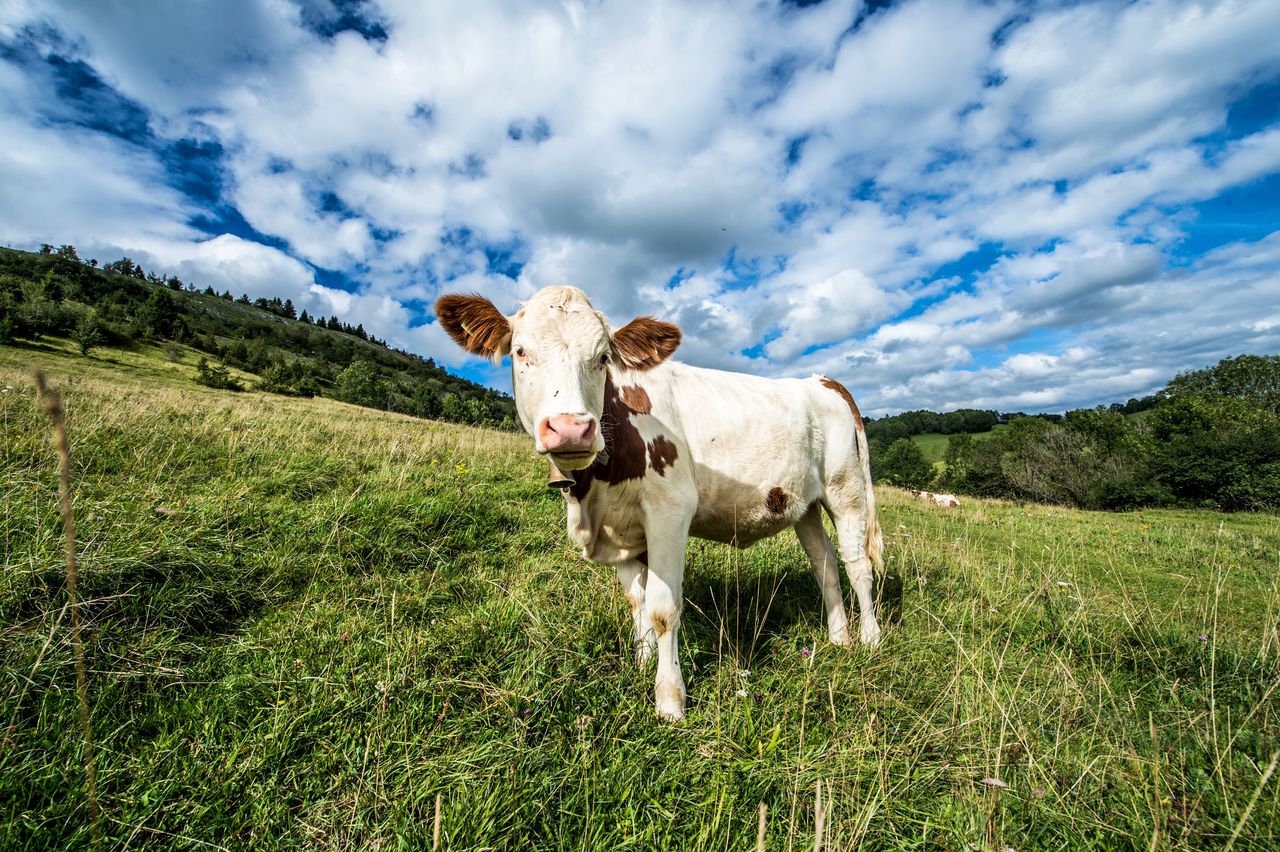 Faune Vache Montbéliarde 0350